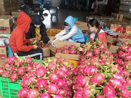 Three firms to meet in My Tho to discuss steps to revolutionise dragon fruit market