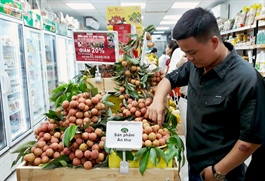 Hanoi's distributors to sell 300 tons of Hai Duong lychees