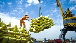El Niño boosts Vietnamese rice exports