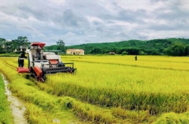 Hanoi promotes rice-growing regions for export