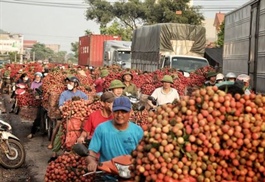 Vietnamese agricultural sector urged to overhaul logistics for improved export potential