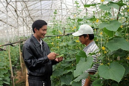 Hanoi helps Central Highlands sell farm produce