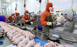 Hanoi promotes efficiency in industrial slaughterhouse operations