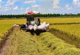 Vietnam’s rice in high demand amid global shortage