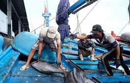 EU's IUU red card could cost Vietnamese seafood half a billion dollars