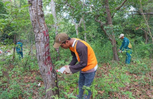 Ninh Thuận: Khẩn trương điều tra, xử lý vụ đầu độc cây rừng - Ảnh 1.