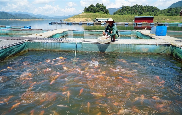 Việc chăm sóc nguồn nước tốt nhất cho cá diêu hồng, cá lăng là hết sức quan trọng.