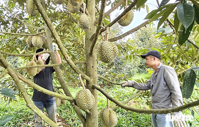 ​Vietnam confronted by fierce competition from Thailand in durian export to China