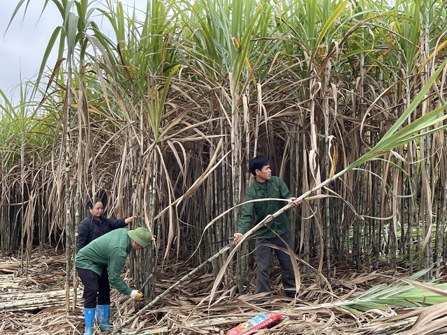 Mía đường Cao Bằng chốt quyền trả cổ tức 25% bằng tiền | CÔNG TY CỔ PHẦN CHỨNG KHOÁN FUNAN (FNS)