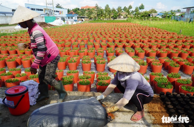 ​Bad weather upsets flower growers in Vietnam’s Mekong Delta