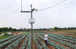 Sustainable agricultural transformation flourishes on Hanoi's outskirts