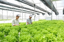 Hanoi to increase urban agricultural production value