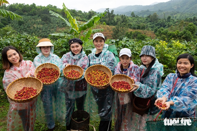 Tourists hold baskets of ripe coffee beans. Photo: Hoang Tao / Tuoi Tre