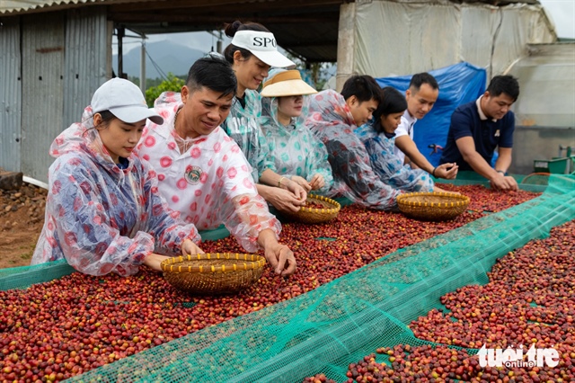 A tourist picks coffee beans. Photo: Hoang Tao / Tuoi Tre