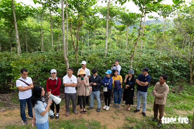 Tourists visit a coffee farm in Huong Hoa District, Quang Tri Province. Photo: Hoang Tao / Tuoi Tre