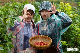 Vietnam’s Quang Tri launches tour allowing tourists to harvest, process coffee beans