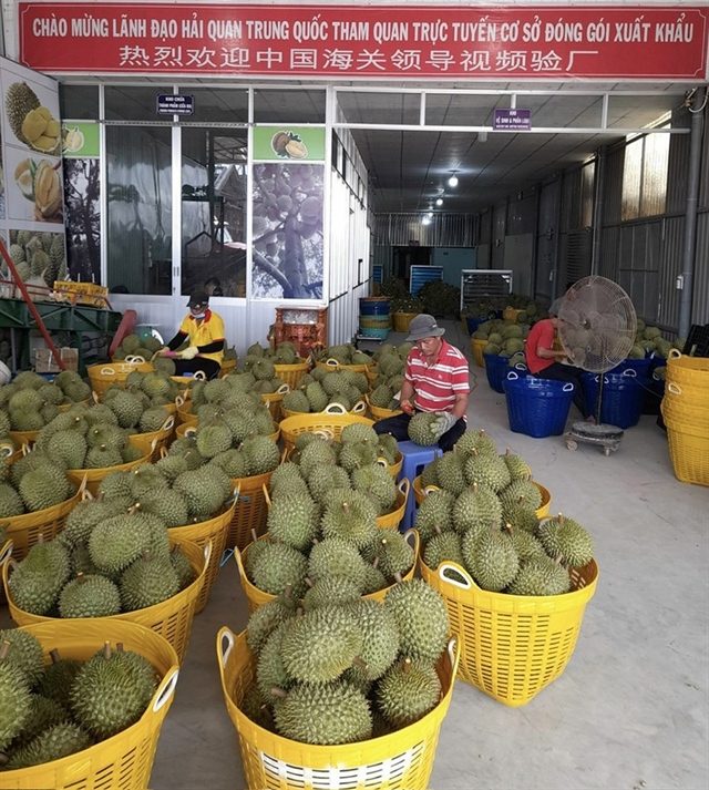 Sầu riêng là điểm nhấn xuất khẩu nông sản của Việt Nam thời gian qua. Ảnh: TÚ UYÊN