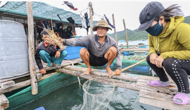 Bộ NN&amp;PTNT cho biết chưa nhận được thông báo của Trung Quốc về việc tạm dừng nhập khẩu tôm hùm bông sống từ Việt Nam. Ảnh minh họa: XUÂN HOÁT