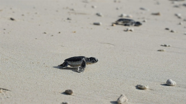 Rùa biển được bảo tồn tại Vườn quốc gia Côn Đảo. Ảnh: MẠNH CƯỜNG