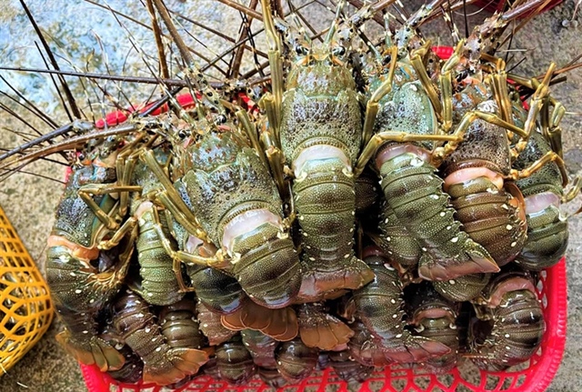 ​No announcement on China’s tropical rock lobster import suspension: Vietnamese ministry