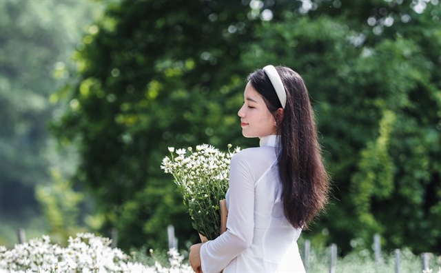 Các thiếu nữ Hà Thành diện những chiếc áo dài trắng, tạo dáng bên vườn cúc họa mi..