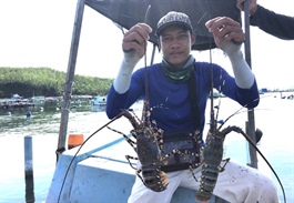 ​Vietnam grapples with difficulties in exporting tropical rock lobsters to China given new regulation