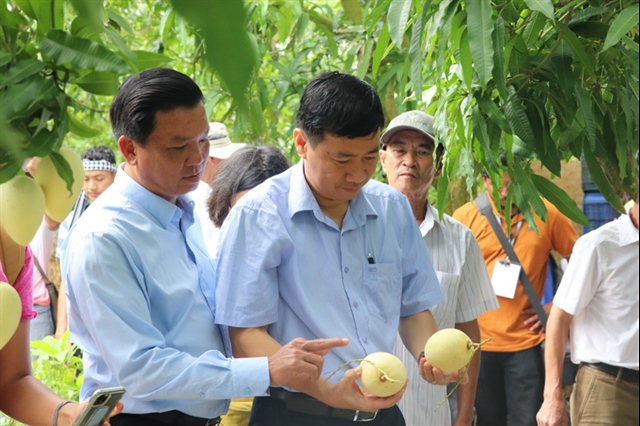 Chủ tịch UBND tỉnh Đồng Tháp thăm vườn xoài của nông dân dân
