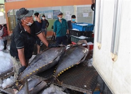 Vietnamese tuna fetches $693 million in the first ten months of 2023