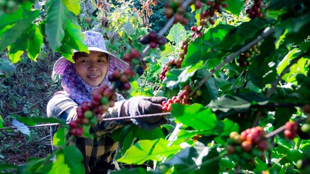 Giá cà phê xuất khẩu trong năm 2023 tăng hơn so với năm 2022.