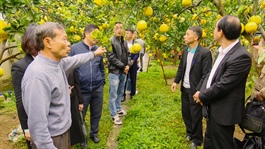 Hanoi's rural district fosters large-scale pomelo production