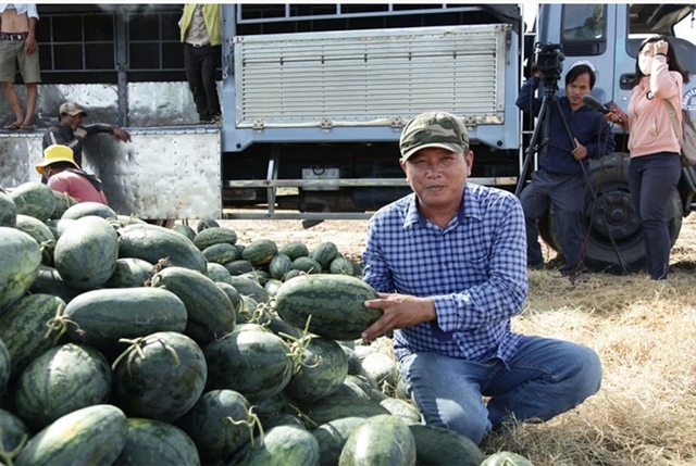 Người dân Ninh Thuận thu hoạch dưa hấu. Ảnh: NÚI XANH