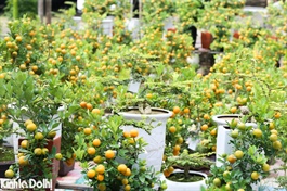 Hanoi to host peach blossom and kumquat festival