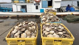​Japanese seafood companies try processing Hokkaido scallops in Vietnam