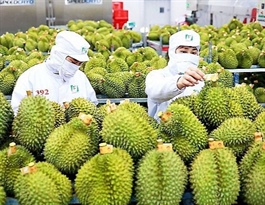 Vietnam’s fruit and vegetable exports experience exponential surge in Jan