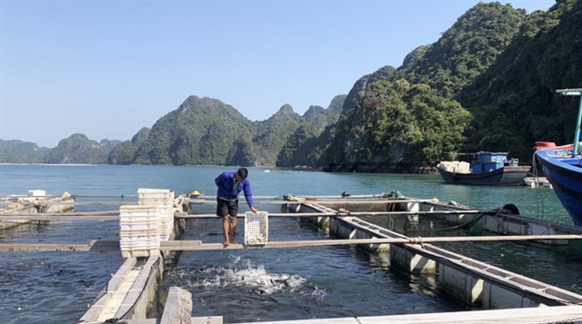 Several coal companies in Quang Ninh Province, northern Vietnam purchase groupers to support fish farmers in the province. Photo: Tien Thang / Tuoi Tre