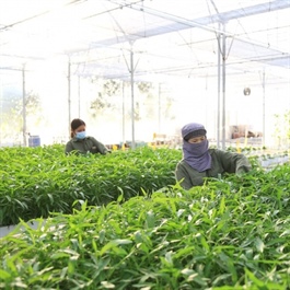 A new vision for Hanoi agriculture in 2024