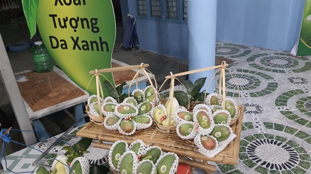 Representatives attend a ceremony to announce the exportation of the first batch of flat-seed mangos to South Korea on February 19, 2024. Photo: Minh Khang / Tuoi Tre