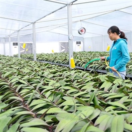 Vietnamese agriculture needs proper branding strategy: business insiders