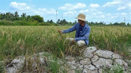 ​Vietnam's 'rice bowl' cracks in monster heatwave