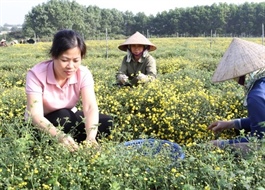 Conservation and promotion of medicinal plants in Hanoi