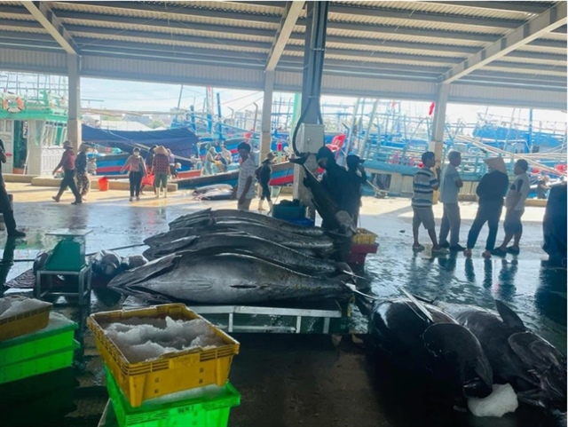 ​Vietnam’s tuna exports to EU skyrocket