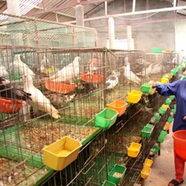 Farm economy – bright spot of Hanoi agriculture in 2024
