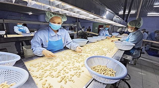 Employees process cashews in Khanh Hoa Province, south-central Vietnam. The U.S. dollar-dong exchange rate hike is challenging cashew processing firms in Vietnam. Photo: Nguyen Tri / Tuoi Tre