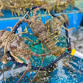 ​Vietnam’s lobster exports to China skyrocket in January-February