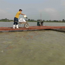 Hanoi boosts sustainable aquaculture with high-tech farming