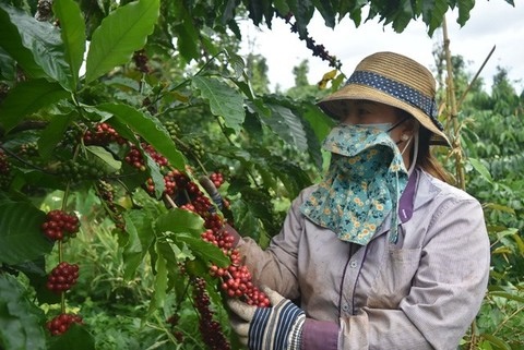 VN's coffee market share in Belgium surges over 20%