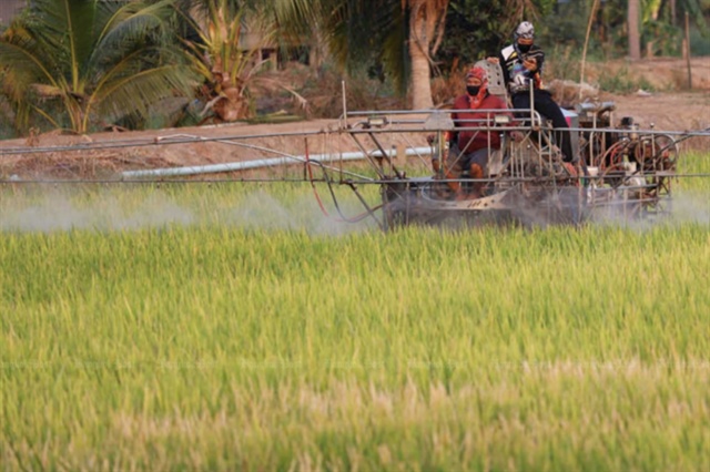 ​Vietnam’s high-yield rice causes price drop in Thailand: Thai association