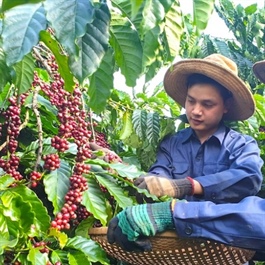 Coffee exports reach record $5 billion