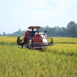 Vietnam earns US$1.4 billion from rice exports in Q1