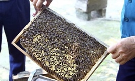 Minh Hóa District in Quảng Bình finds way to promote its honey products